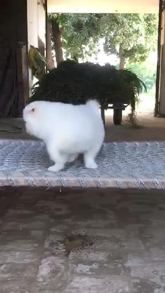 Samoyed Puppy | White, farm video