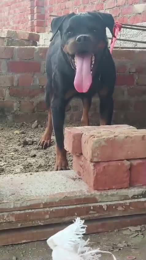 Rottweiler Puppy, farm video