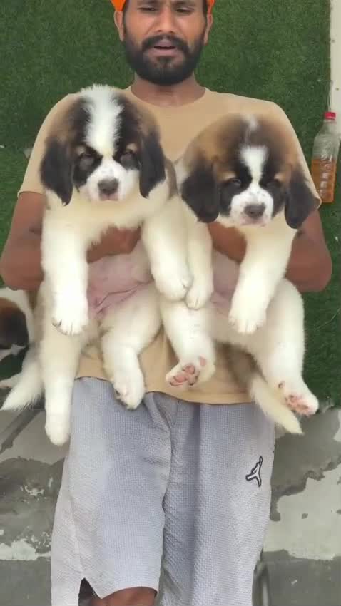 Saint Bernard Puppy, farm video