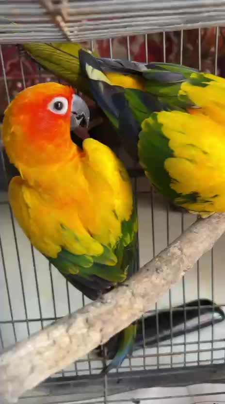 Sun Conure, farm video