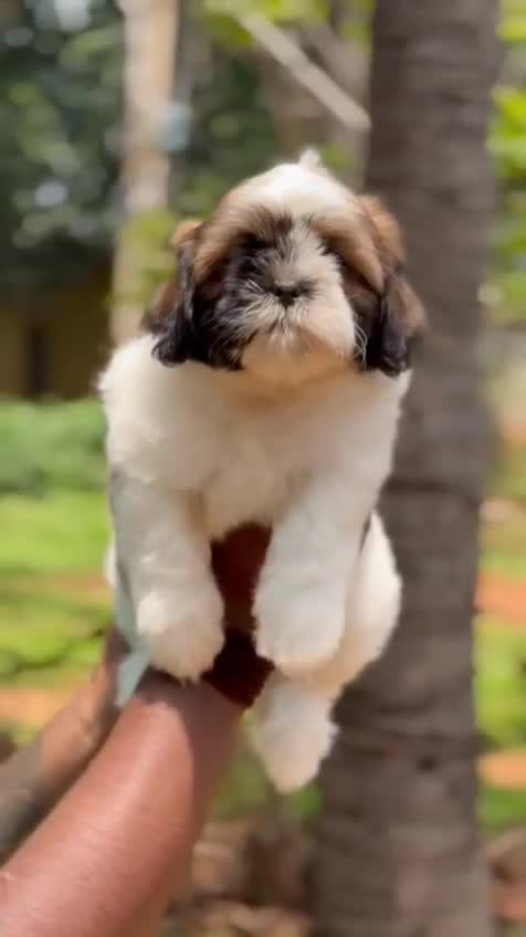 Shih Tzu | Black & White Color, farm video