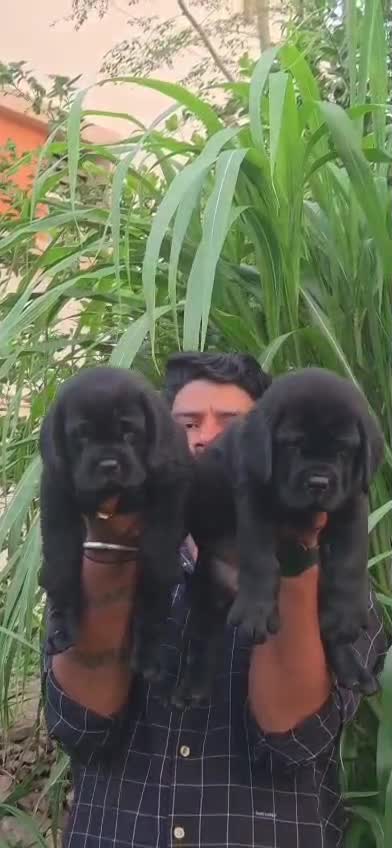 Beagle Black & Tan Puppy, farm video