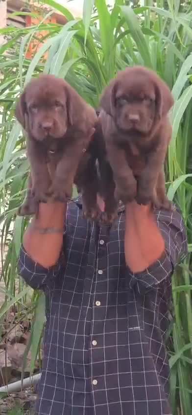 Beagle Black & Tan Puppy, farm video