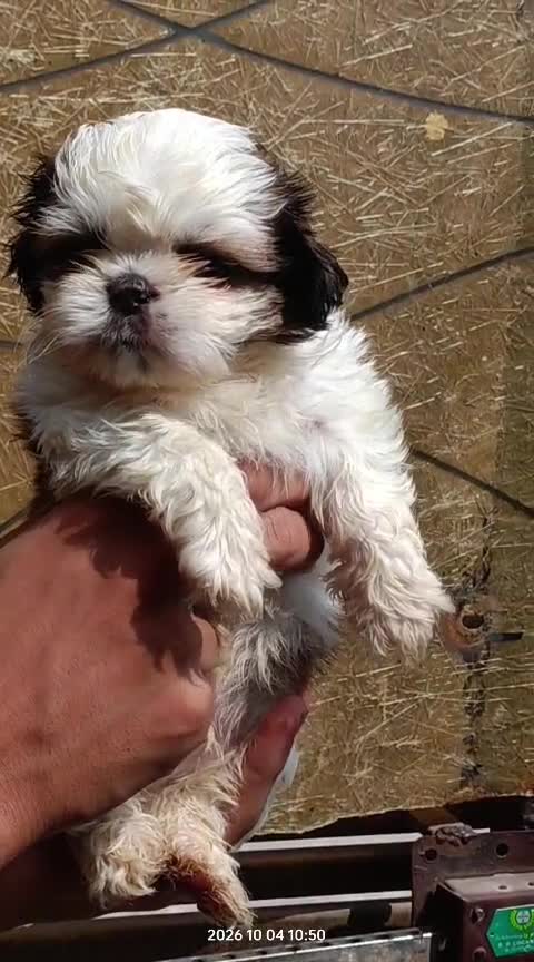 Shih Tzu Puppy Brown & White, farm video
