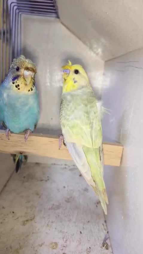 Budgies, farm video