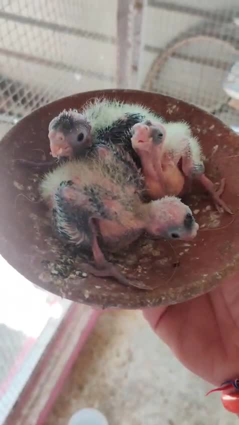 Cockatiel, farm video