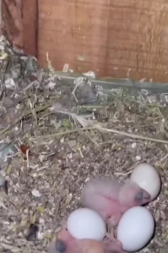 Albino Monk, farm video