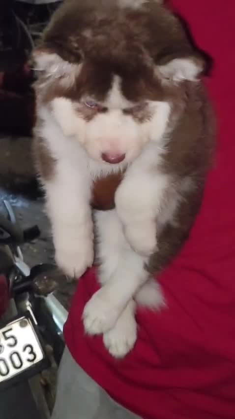 Siberian Husky Puppy | White Color, farm video