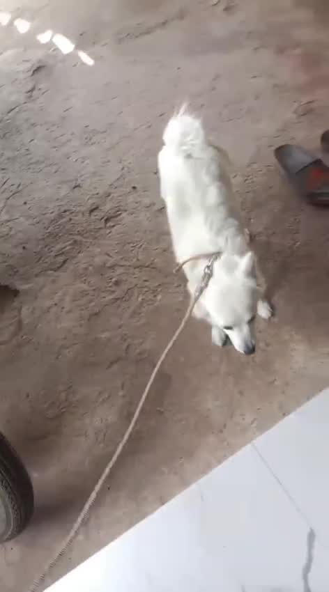 Culture Pom Puppy, farm video