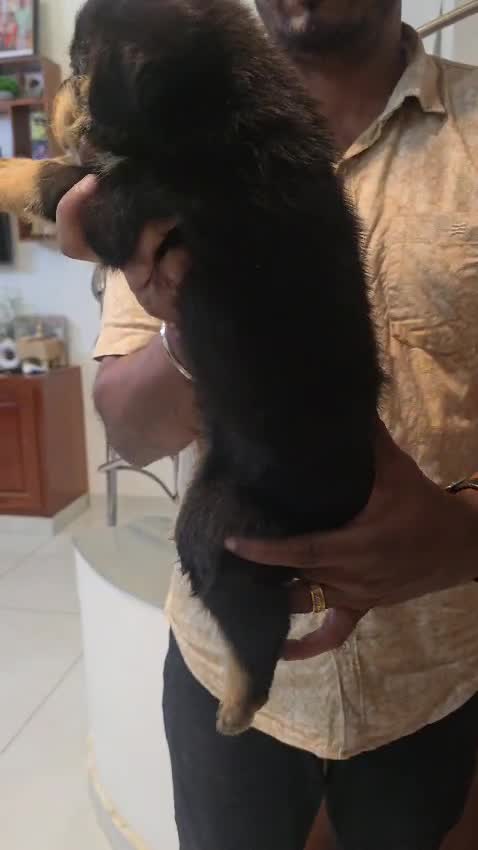 Rottweiler Puppy, farm video