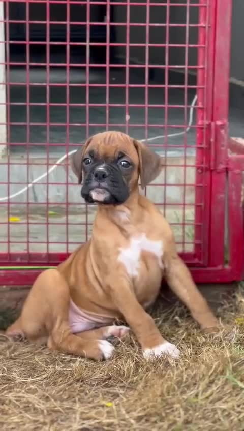 Boxer Puppy, farm video