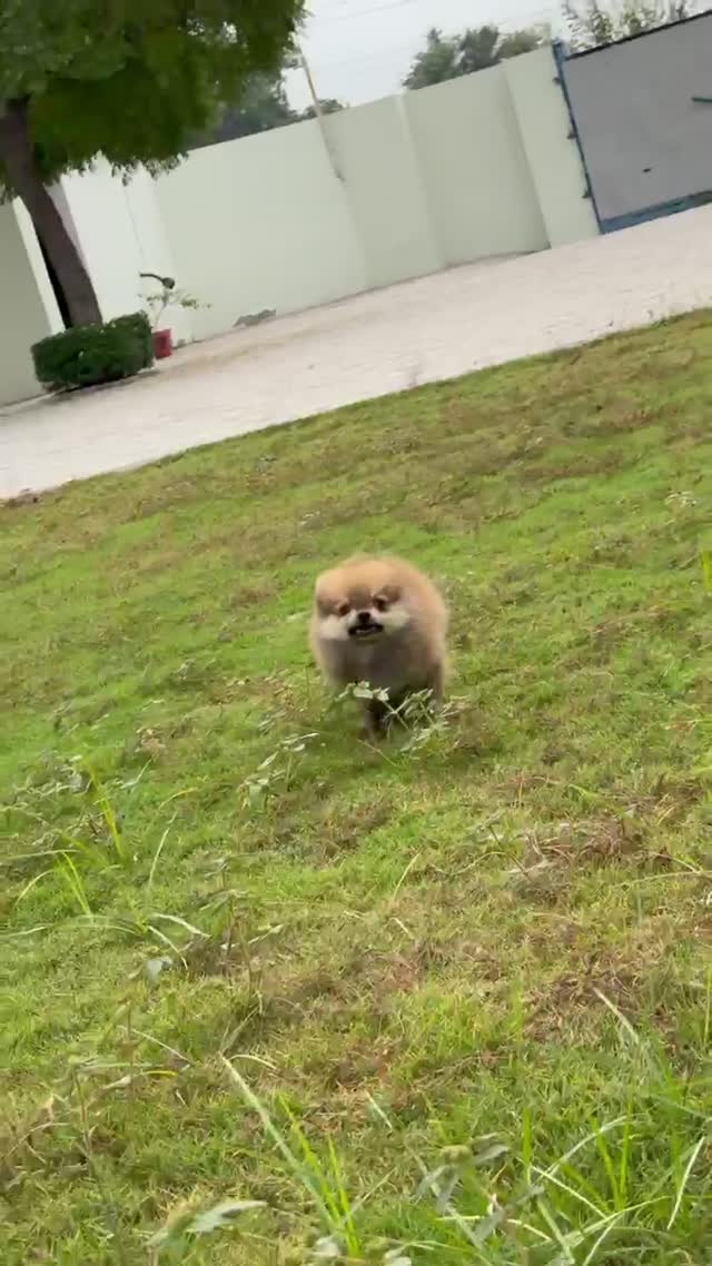 Toy Poodle Puppy, farm video