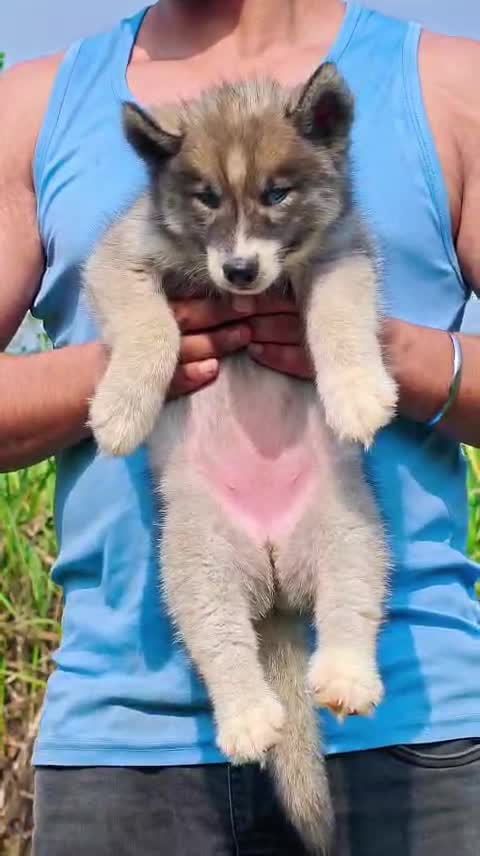 Dachshund Puppy, farm video