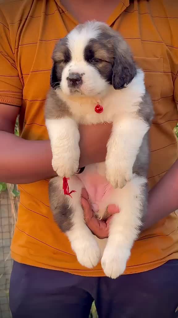 Saint Bernard Puppy, farm video