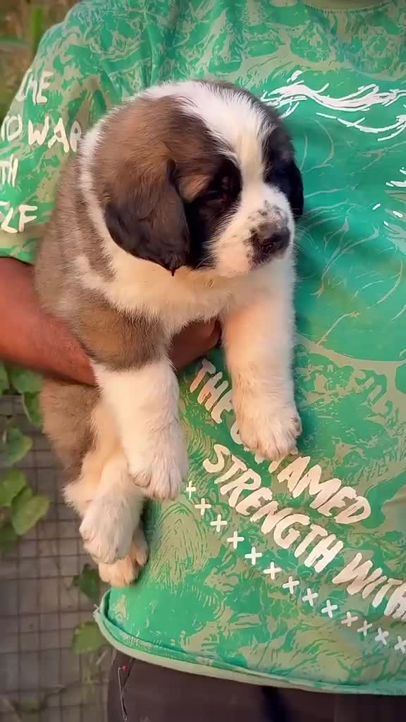 Saint Bernard Puppy, farm video