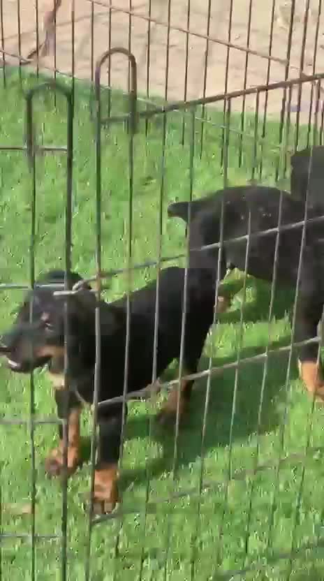 Doberman Pinscher Puppy, farm video
