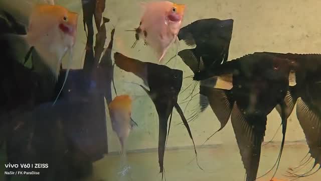 Angelfish, farm video