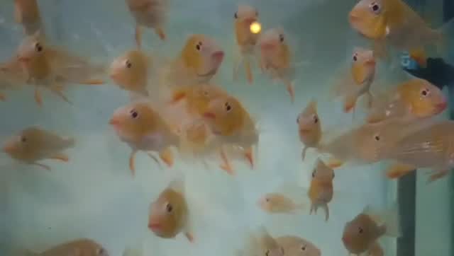 Discus, farm video
