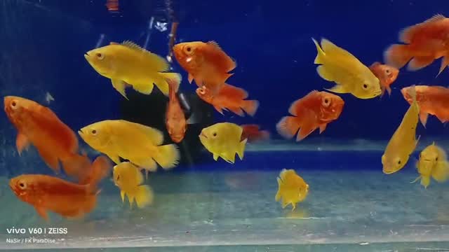 Oscar, farm video