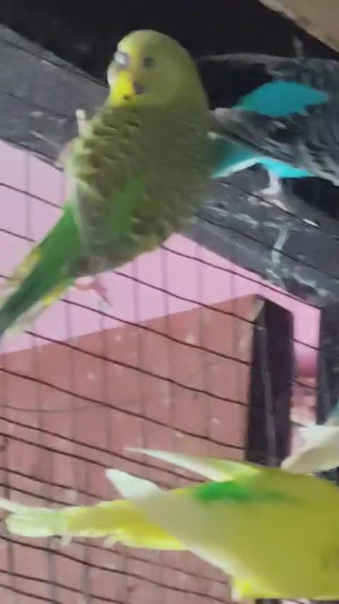 Budgies, farm video