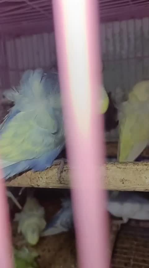 Homer Pigeon, farm video