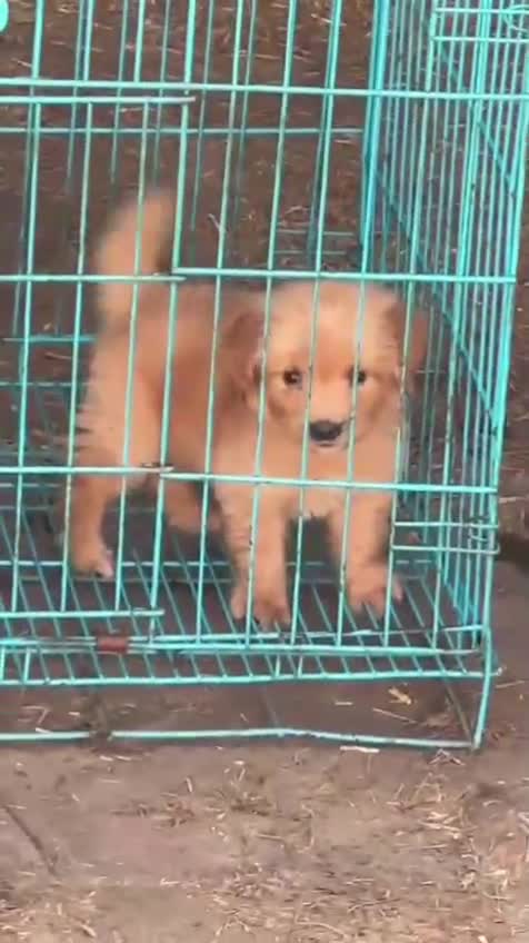 Golden Retriever, farm video