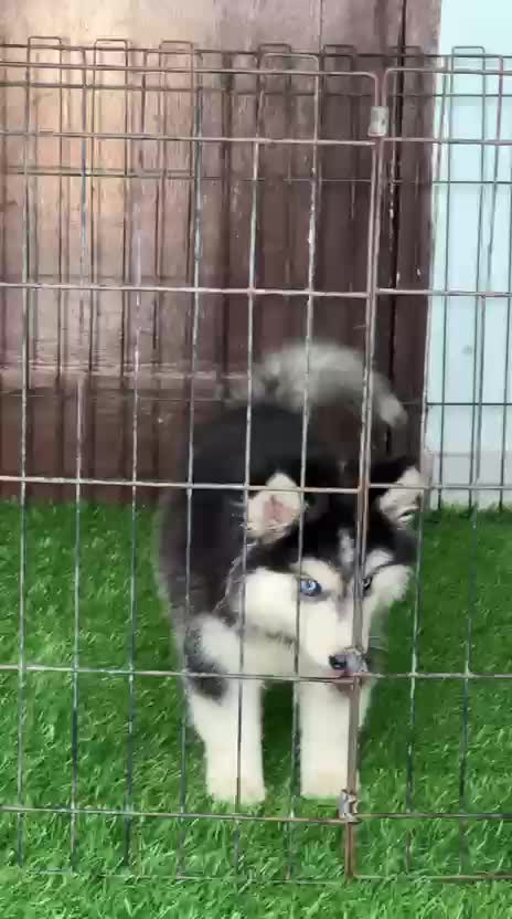 Siberian Husky Puppy | Copper & White Color, farm video