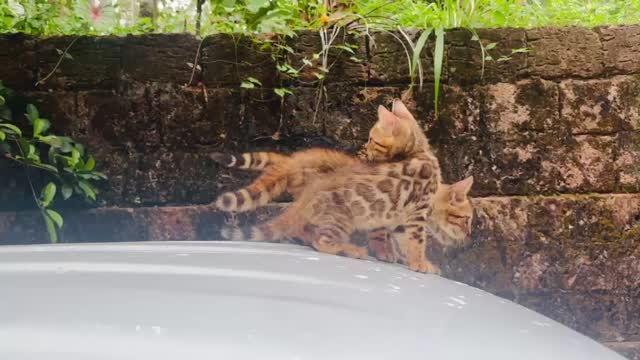 Bengal Kitten, farm video