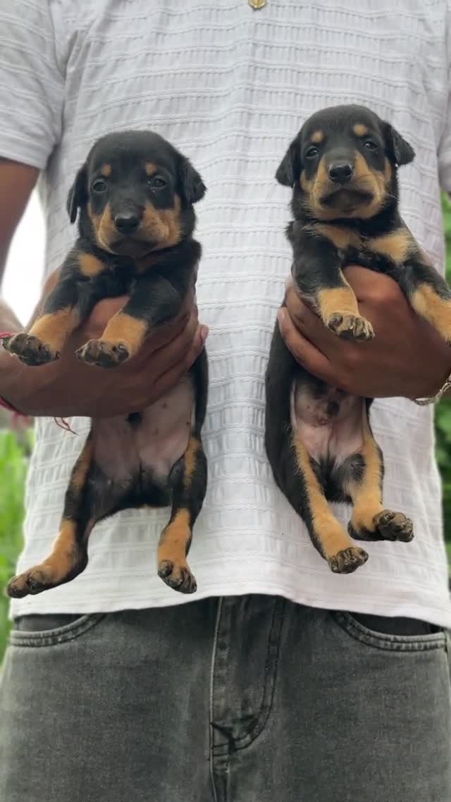 European Doberman Puppy, farm video