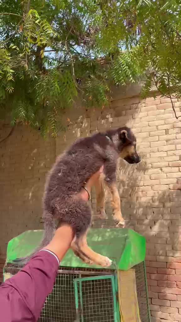 German Shepherd Puppy | Z Black, farm video