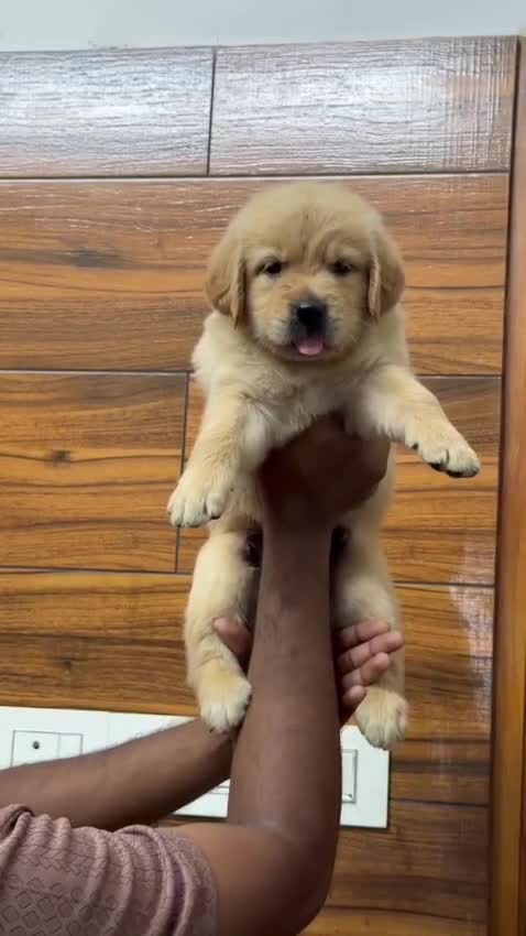 Dachshund Puppy, farm video