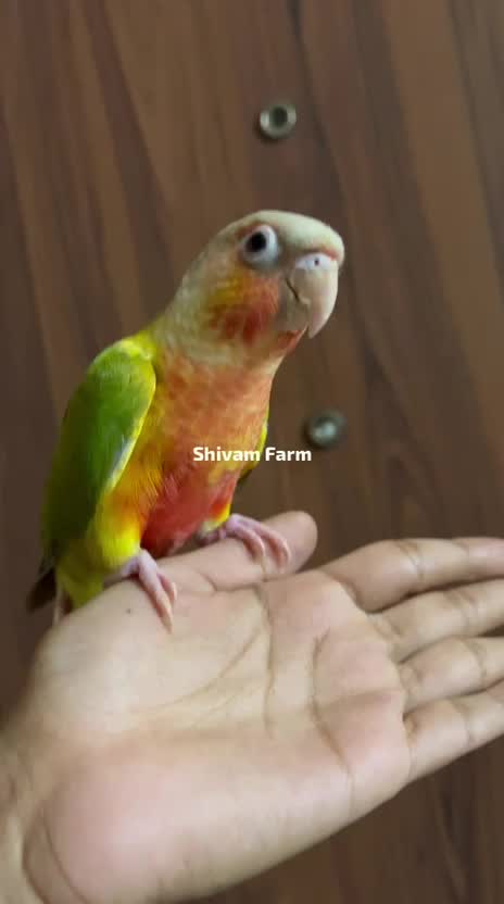 Pineapple Headed Conure, farm video