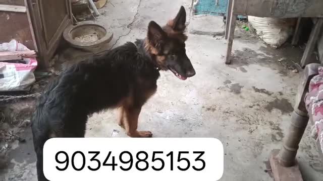 German Shepherd Puppy | Z Black, farm video