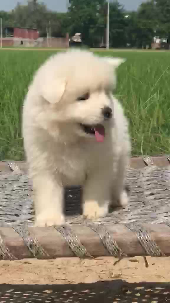 Samoyed Puppy | White, farm video