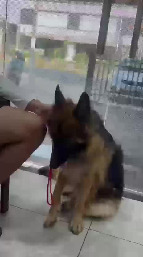 German Shepherd Puppy | Z Black, farm video