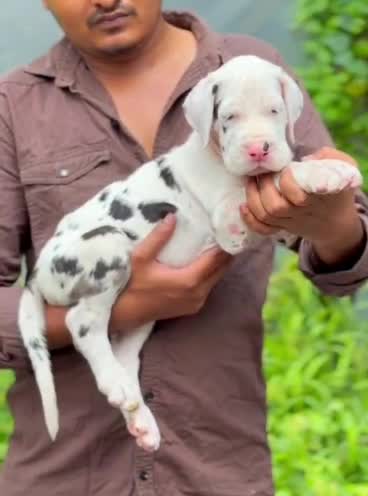 Great Dane Puppy, farm video
