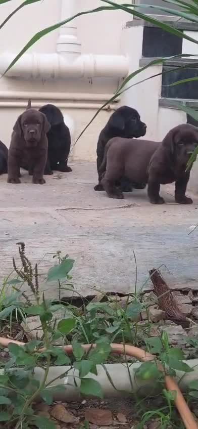 Dachshund Puppy, farm video