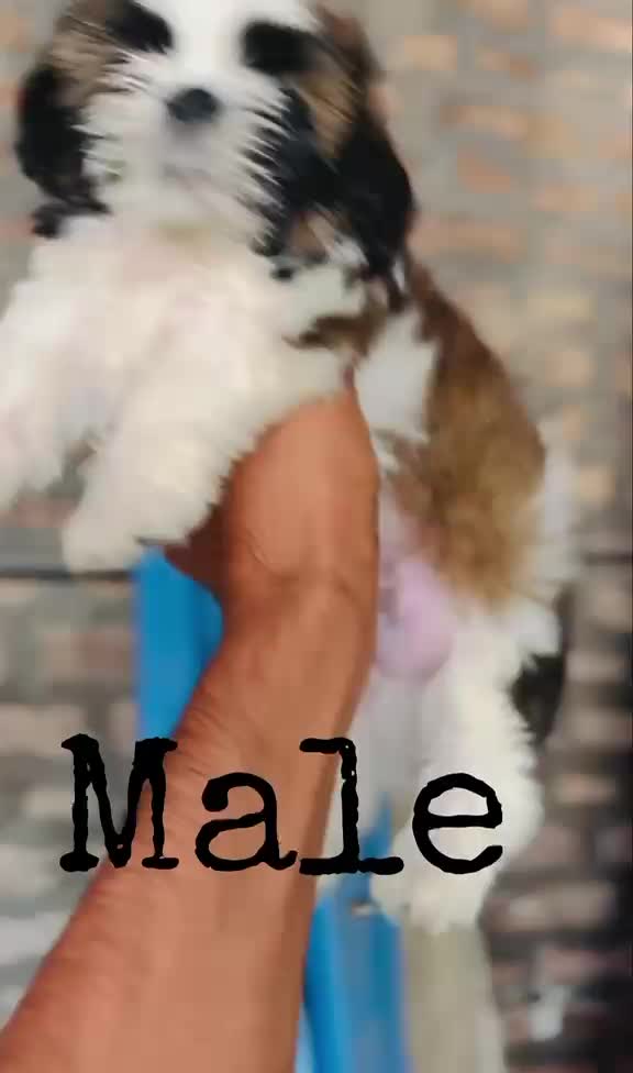 Shih Tzu Puppy Brown & White, farm video