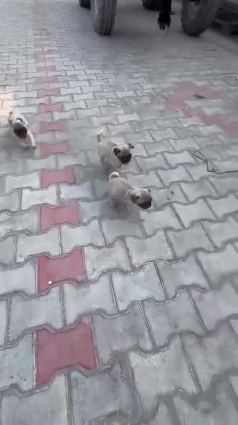 Pug Puppy | Apricot Color, farm video