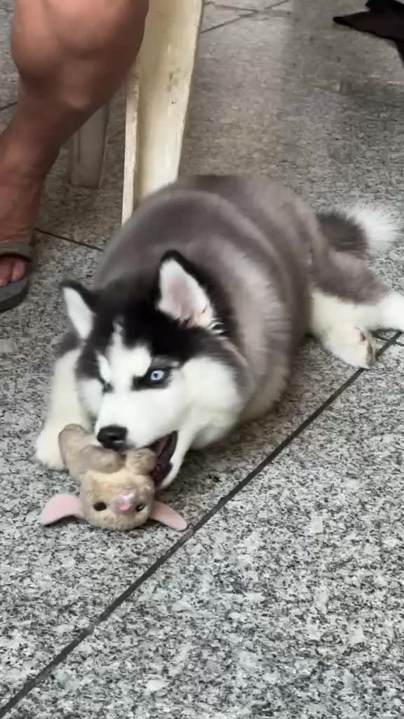 Siberian Husky Puppy | White Color, farm video