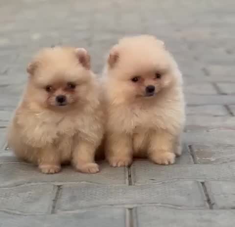 Orignal Toy Pom Puppy | Teacup Pom, farm video