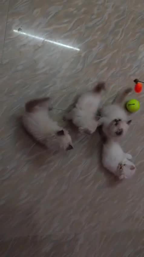 Himalayan Kittens, farm video