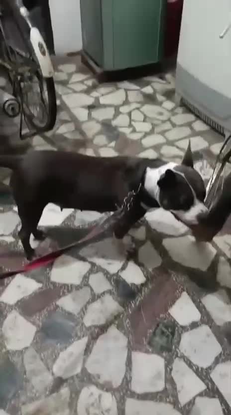 American Bully Standard Size Puppy, farm video