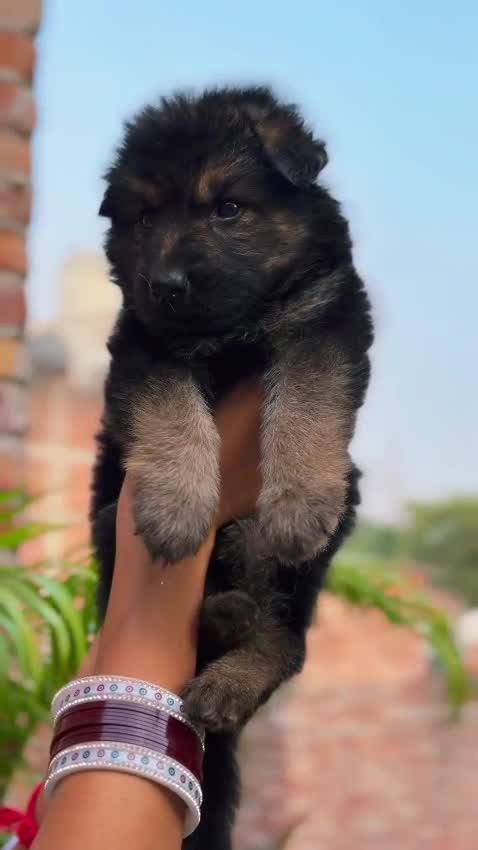 German Shepherd Puppy | Z Black, farm video
