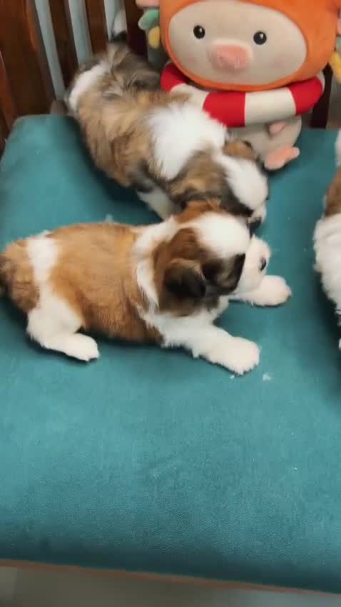 Dachshund Puppy, farm video