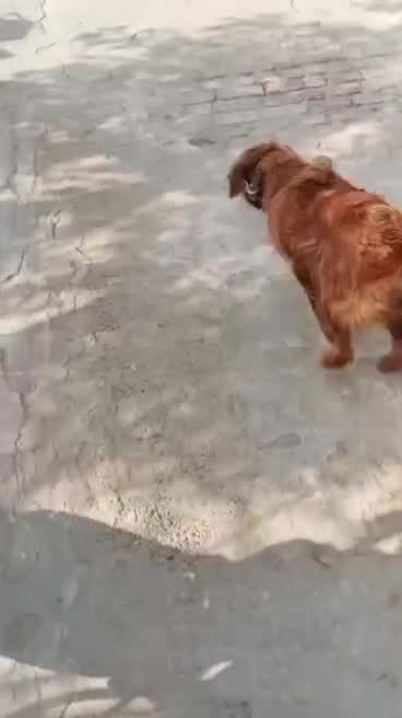Golden Retriever, farm video