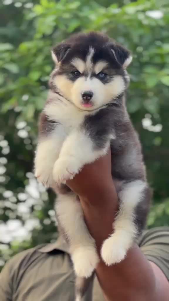 Siberian Husky Puppy | White Color, farm video
