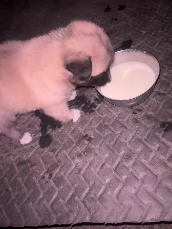 Toy Poodle Puppy, farm video