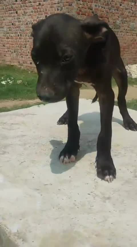 Pitbull Terrier Puppy, farm video