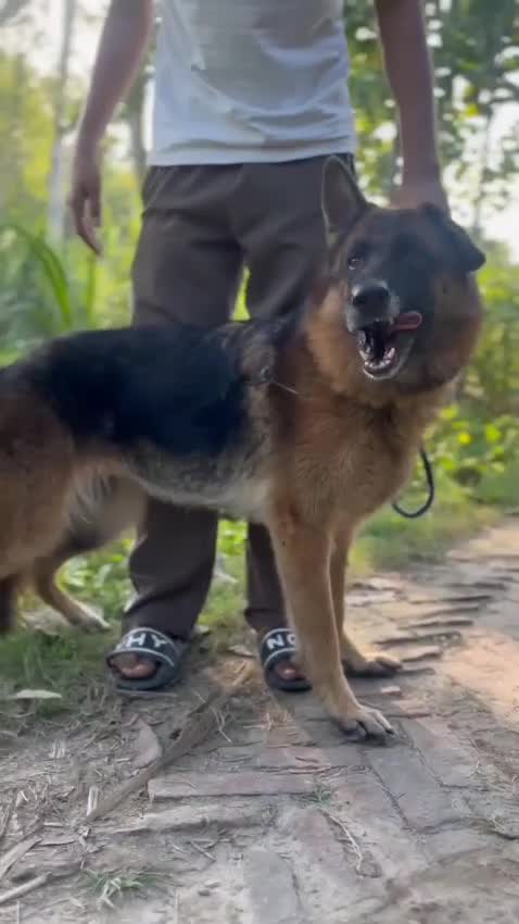 German Shepherd Puppy | Z Black, farm video